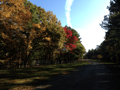 autumn-road